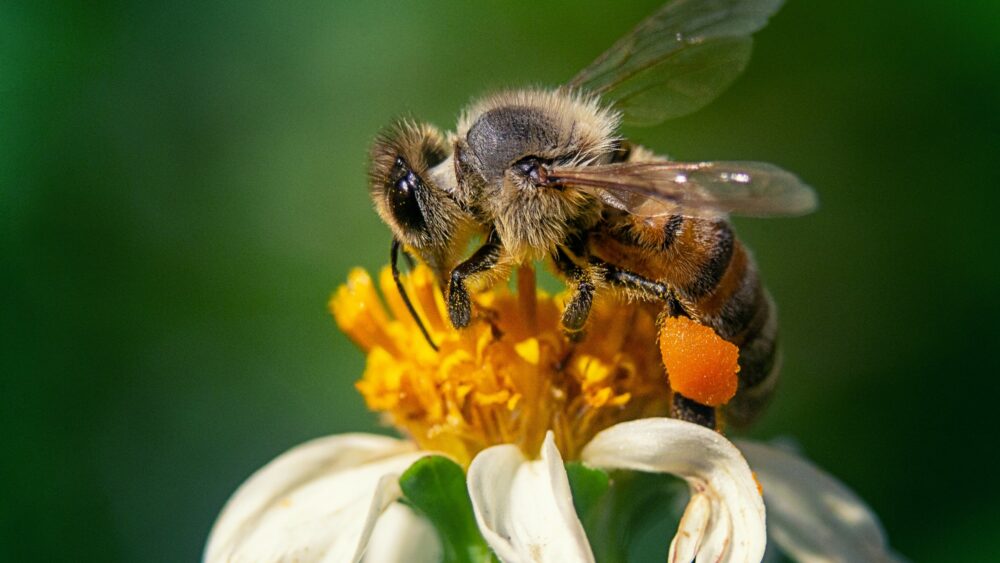 abeille qui butine une fleur blanche