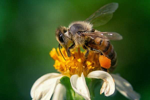 abeille qui butine une fleur blanche